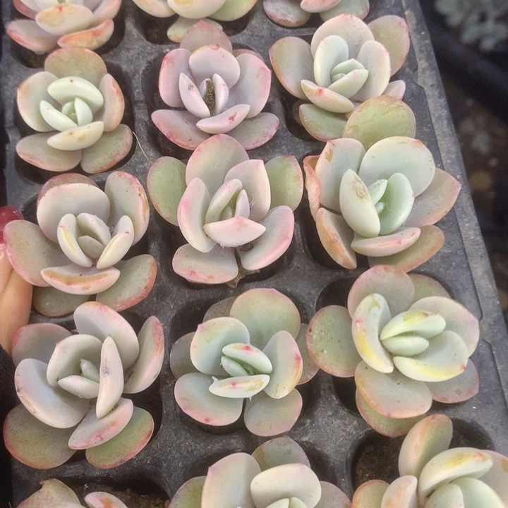 奶茶11颗。 （满9.99包邮不满9.99发叶子）