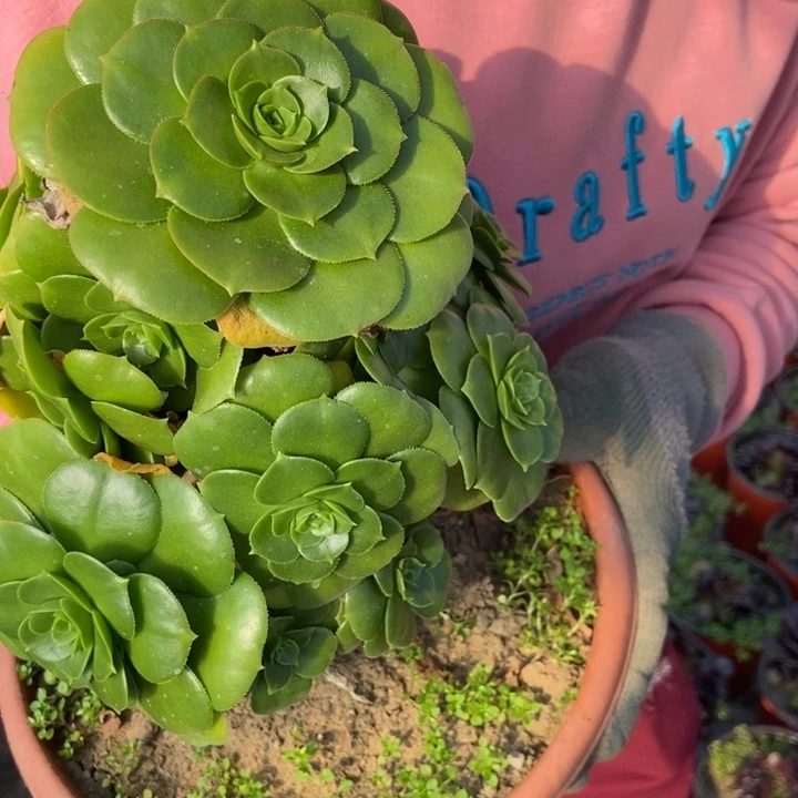 九****妃899绿羊绒老桩