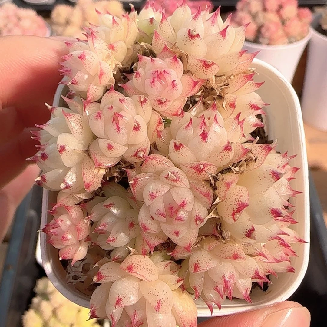 多肉1214-234包子麦秆群