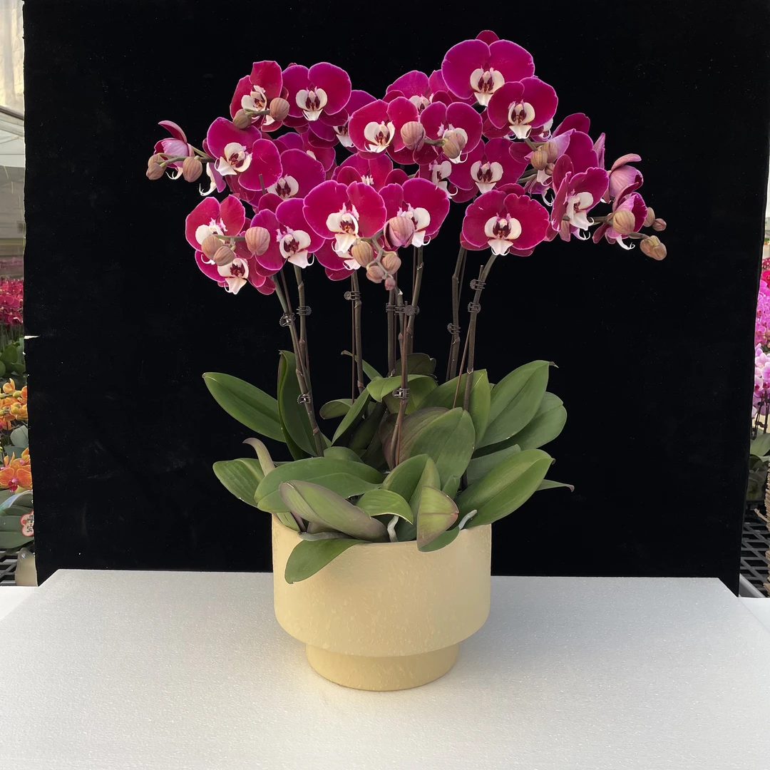 南汐蝴蝶兰【米歇尔】红花系年宵热宠品种 带花带花苞发货