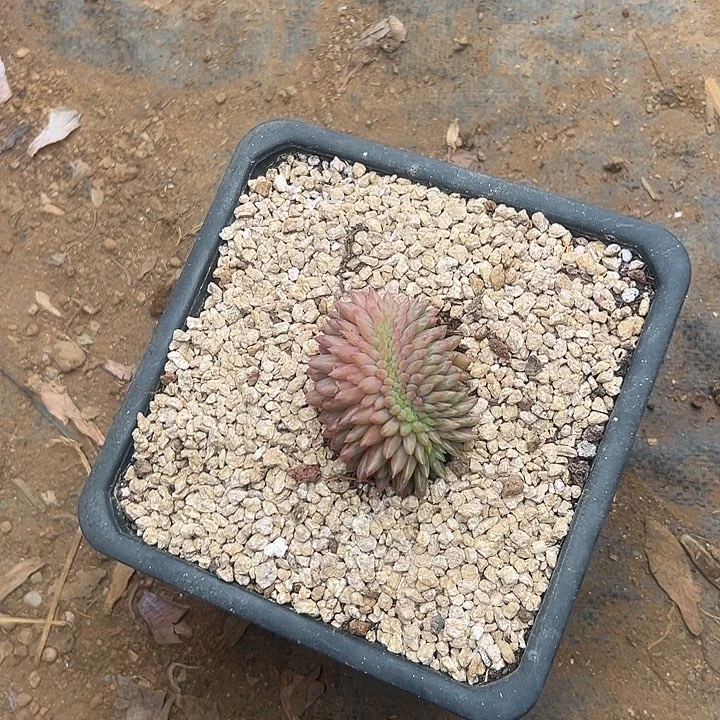 波***G多肉植物实物直播实物34