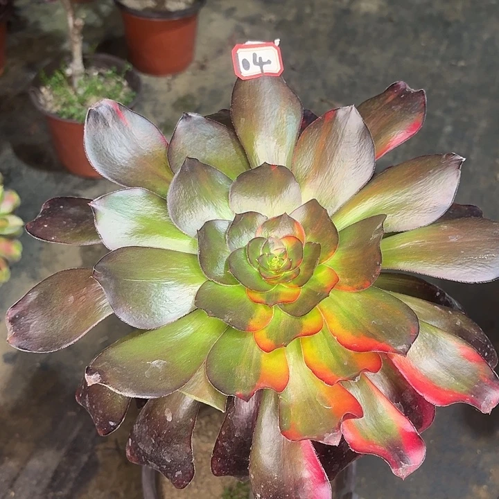 巫毒七彩大长腿104