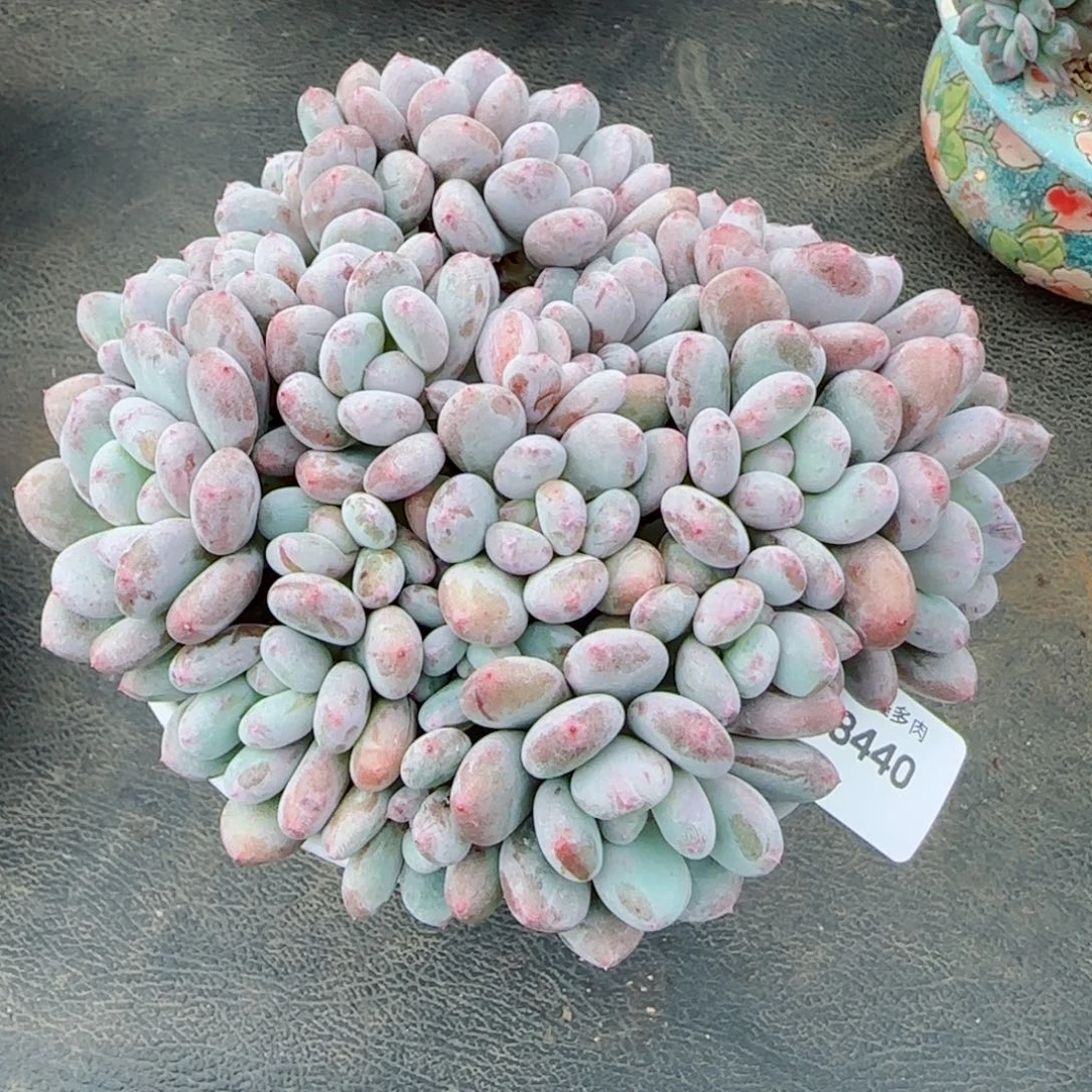 香香雪，8440多肉植物