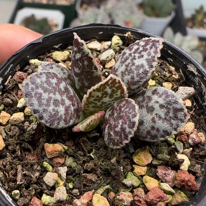 皱边马蛋水泡多肉植物