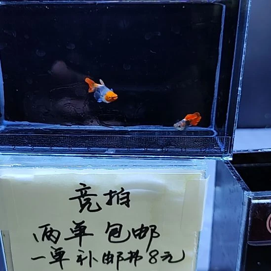 孔雀鱼12蓝贵族球一对