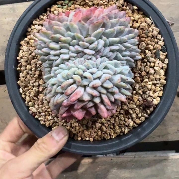 星影树缀无砍多肉