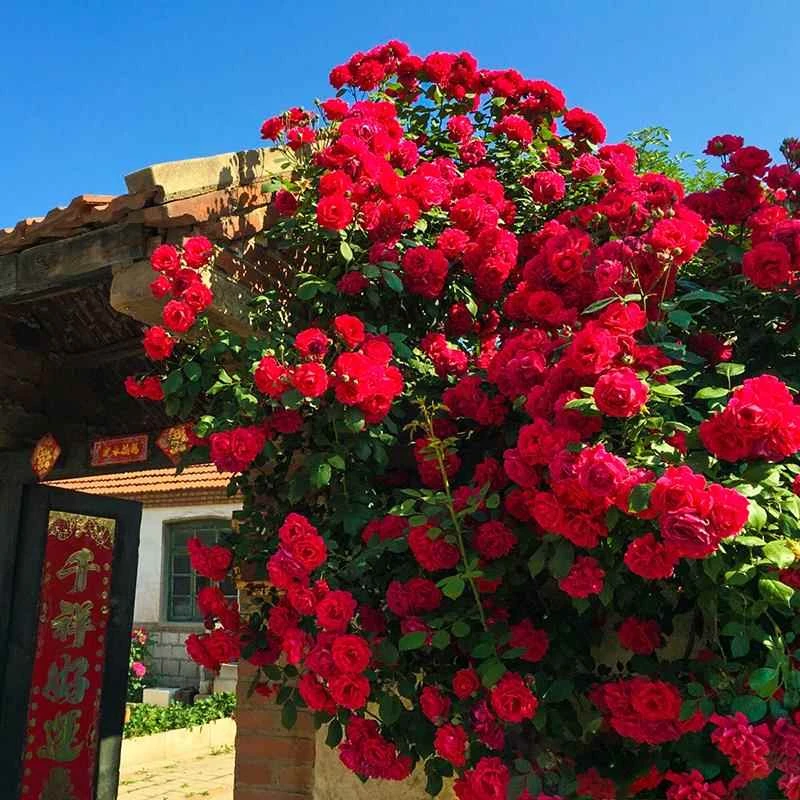 浓香红木香】大花苗 爬藤植物木香花四季开耐寒红色花卉盆栽庭院