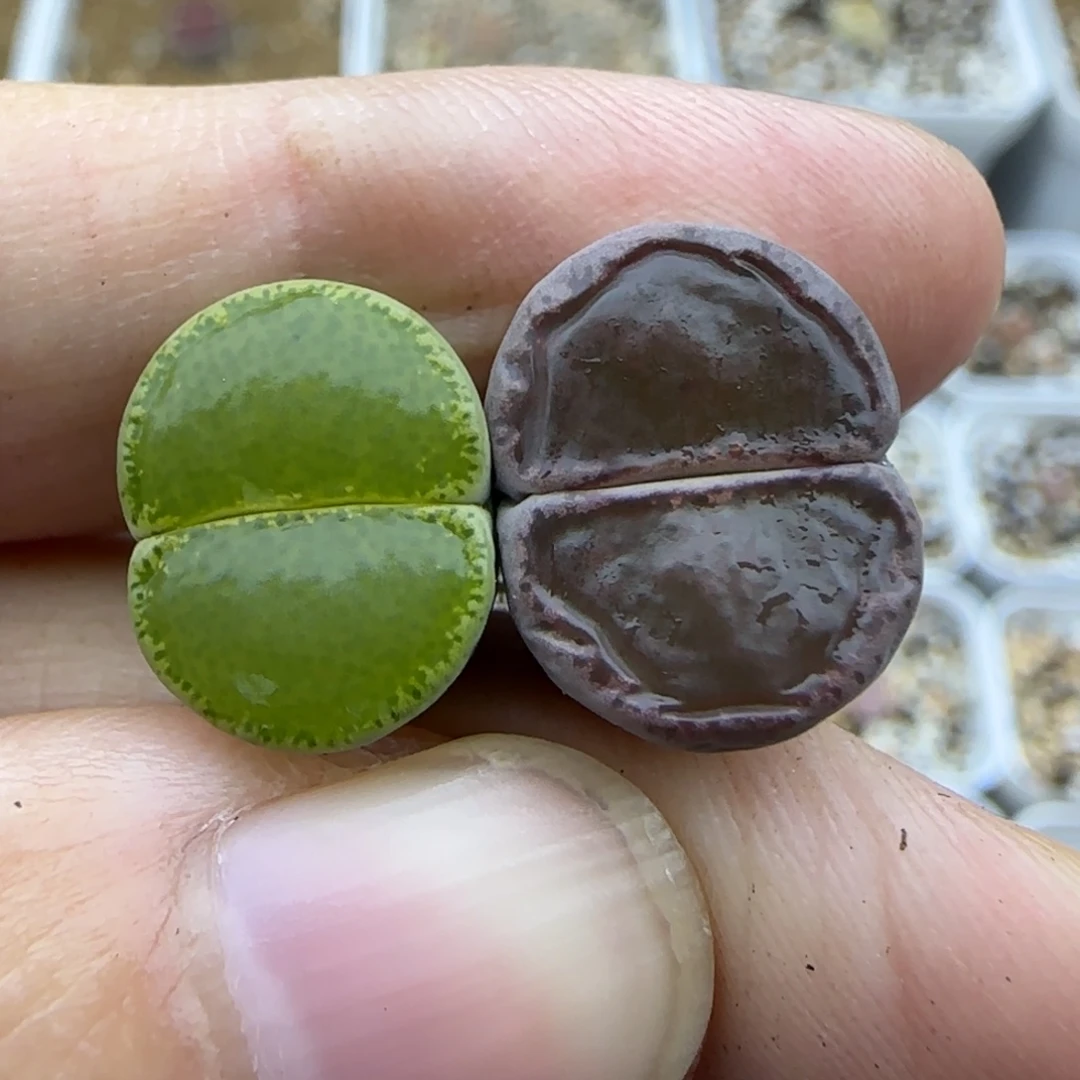 858 清框福利30包邮