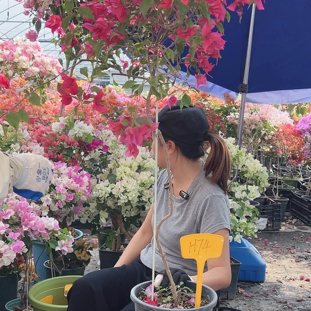 芳***平大部分花苞少量开放H74酒红桑巴