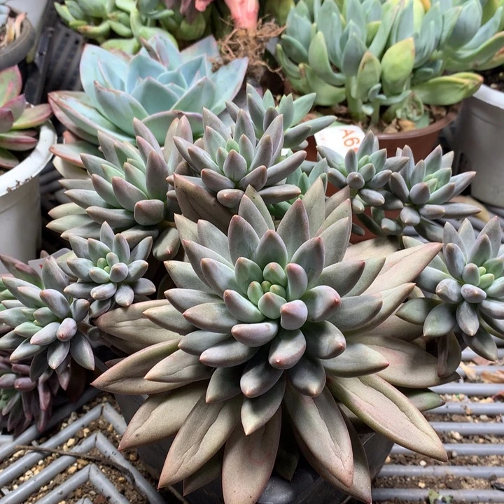 699 满28包邮脱土发货