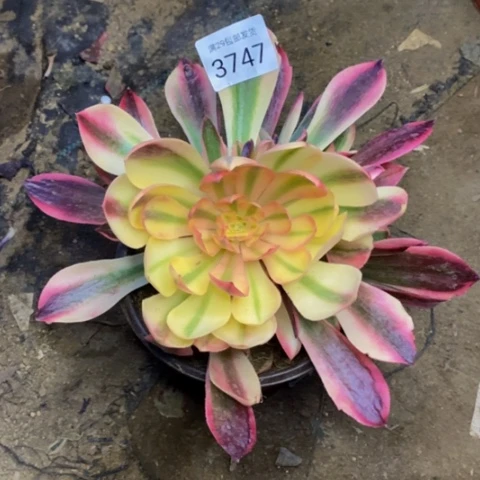 红袖樱花锦多肉3747