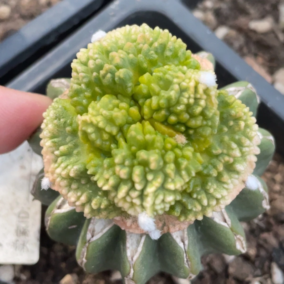 全部花朵荔枝丸犹锦717 仙人球