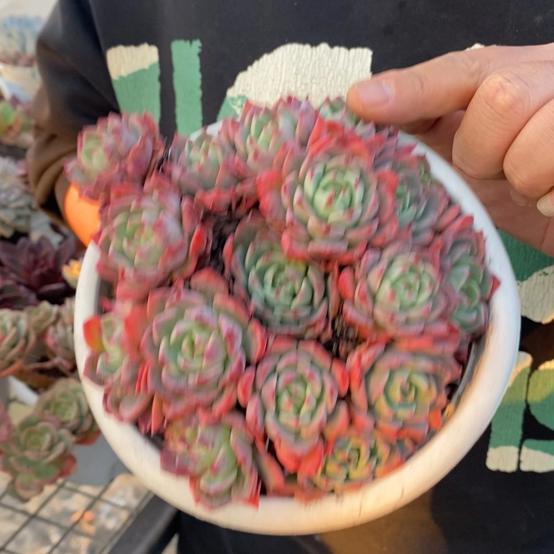 娜娜小勾手捧老桩