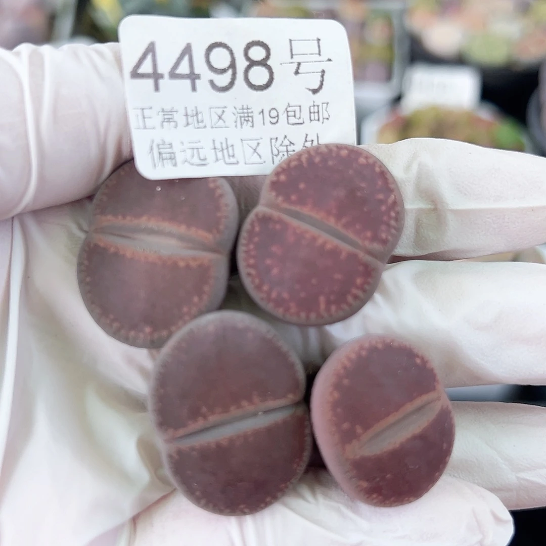 4498 好养易活生石花大母本4个2cm左右