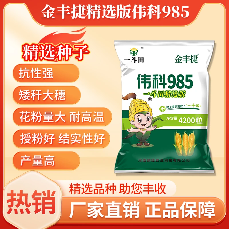 国审高产金丰捷伟科985玉米种子矮秆耐密植高产大棒玉米厂家直销