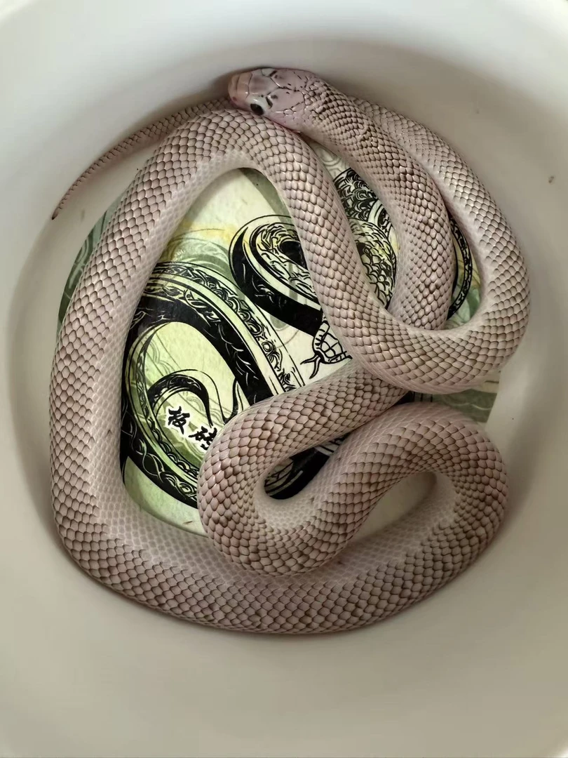 精品AX白边布鲁克王蛇