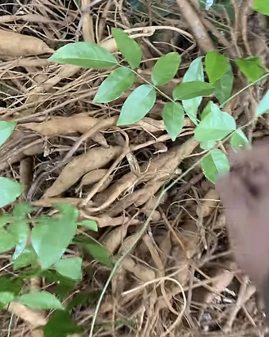 深山小叶甘草牛小片干货煮水煲汤野货（牛大力）