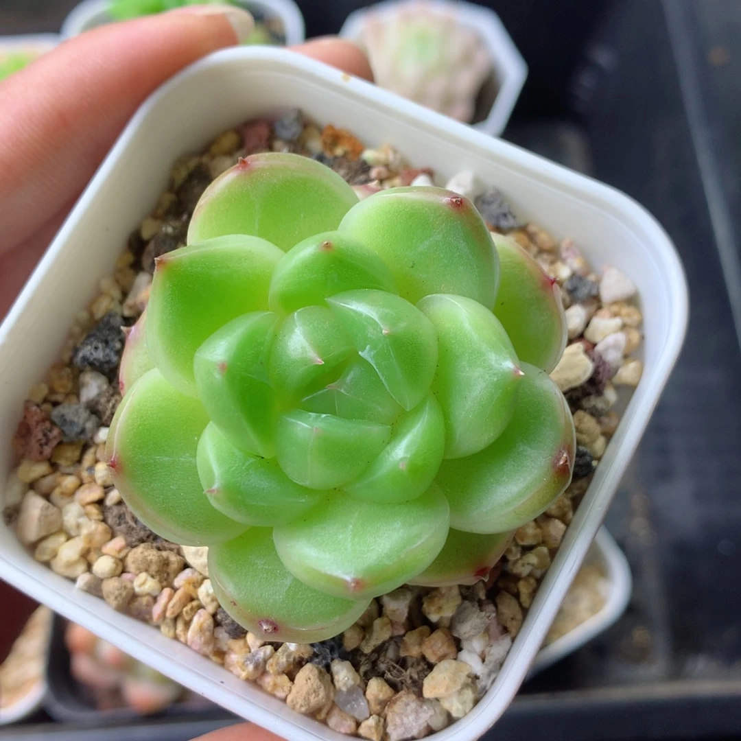 58包邮  群生不包整 81