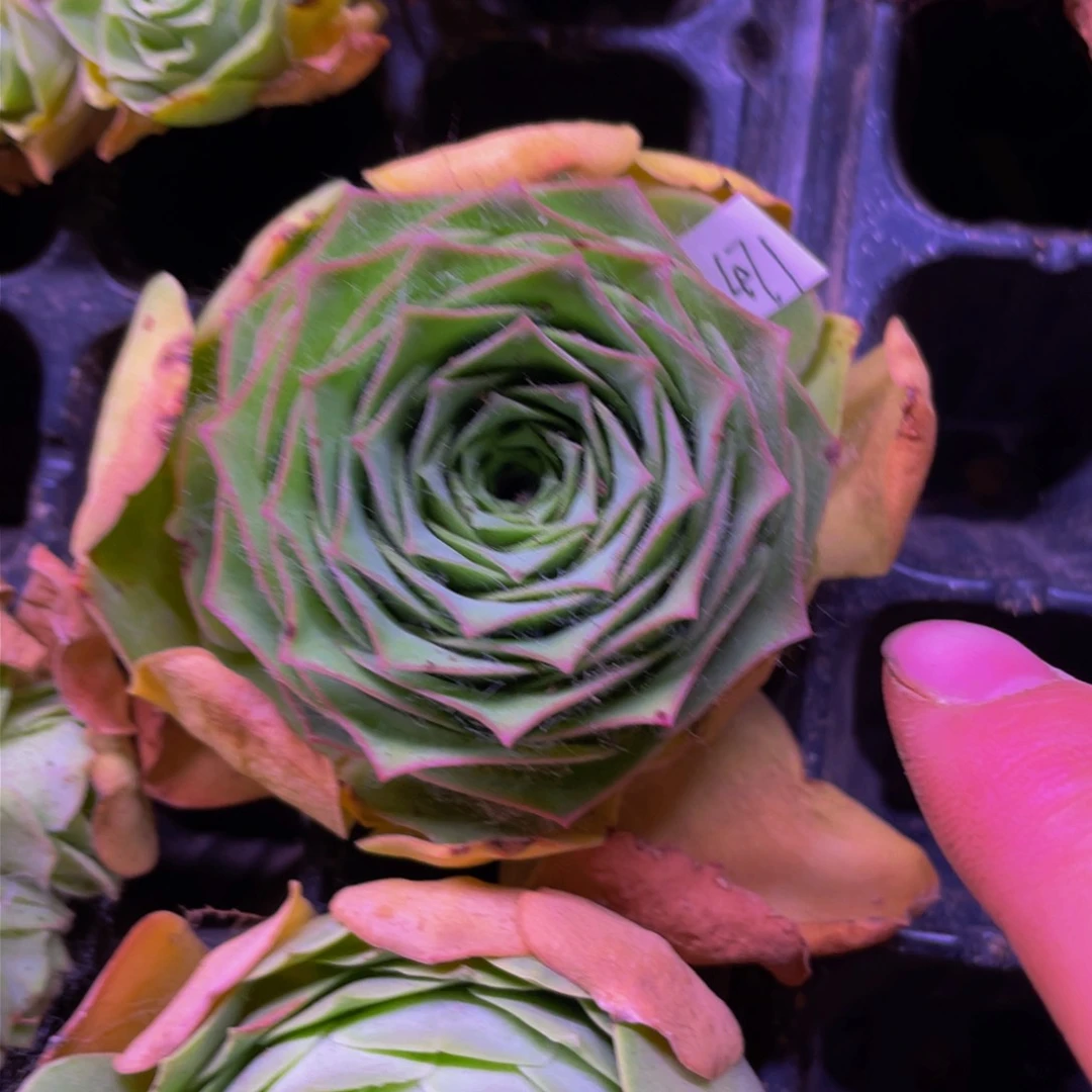 ✨**?婵娟471多肉植物