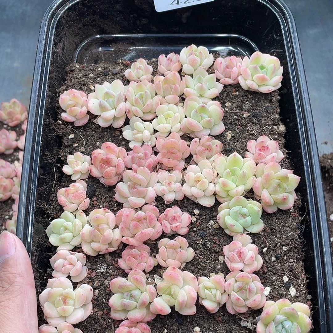 云糖心多肉植物423