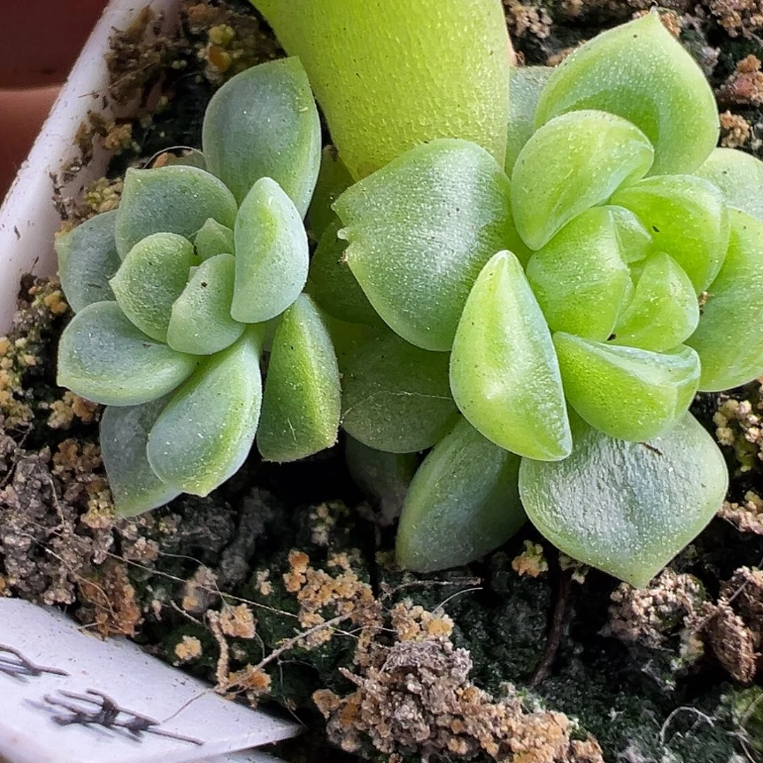 双头表妹。   财富密码