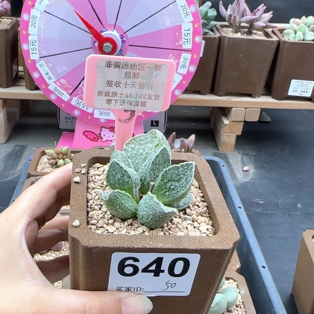 640酒红猪肝多肉植物微瑕