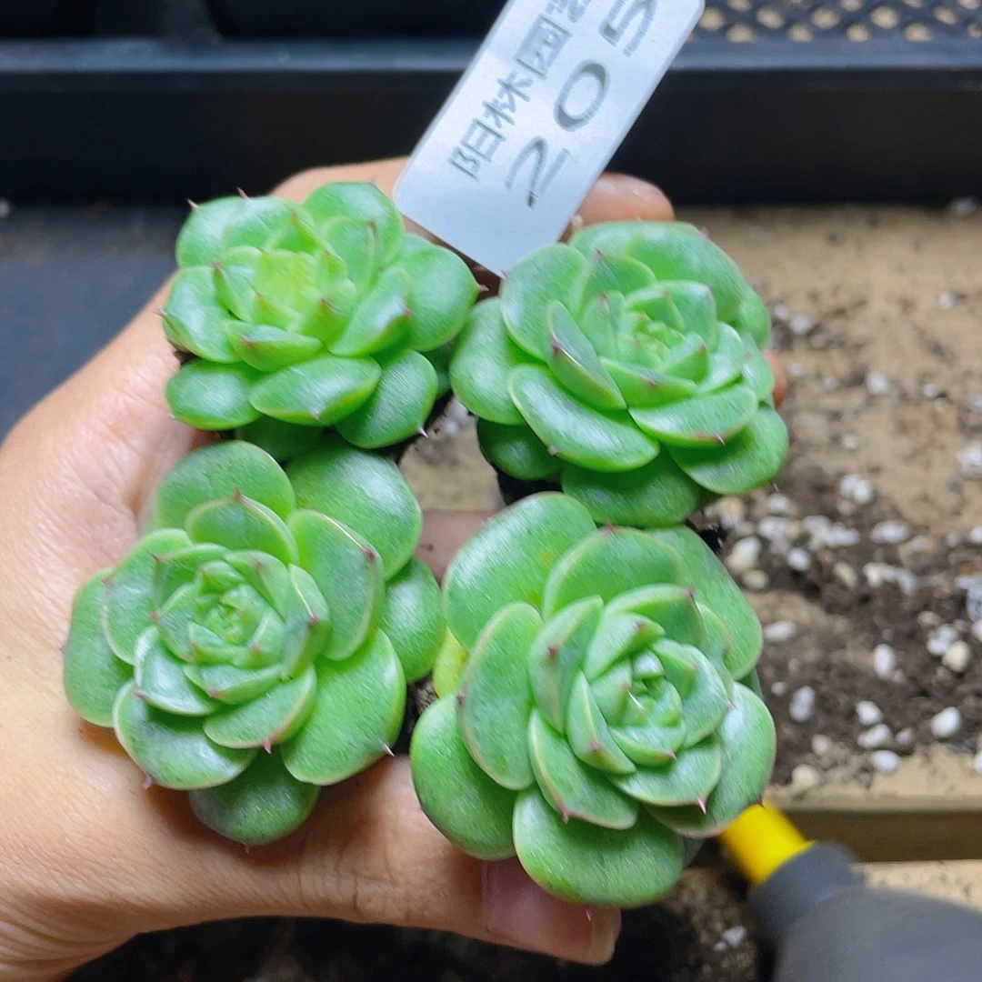 多肉植物多肉植物205
