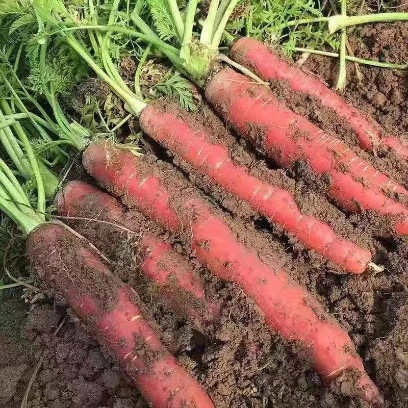 新鲜现挖现发沙土地透心红水果红萝卜脆甜多汁可生吃5/9斤