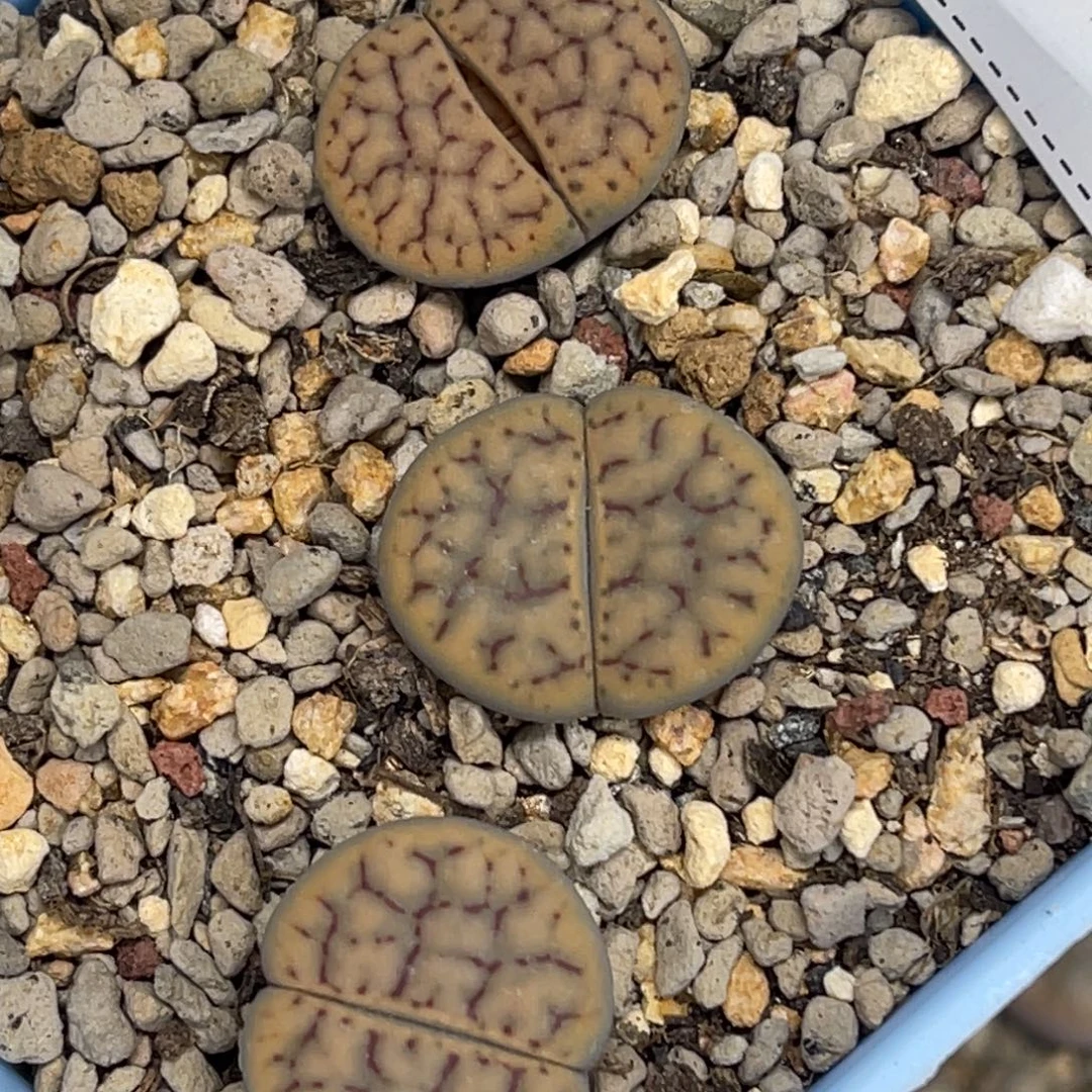 8784招福玉3颗尺寸1.8