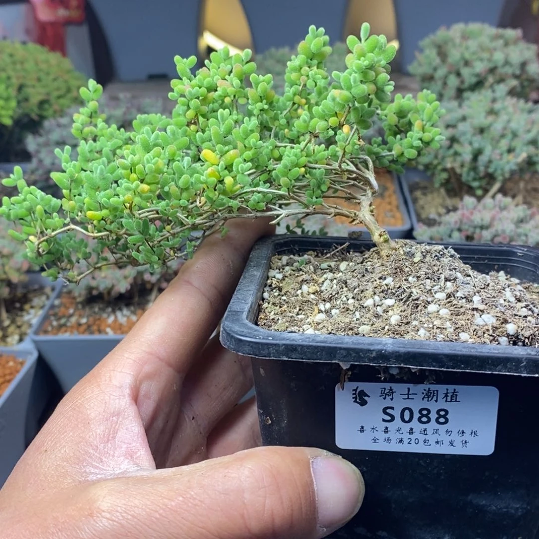 我****福088蜜橘糖球造型桩