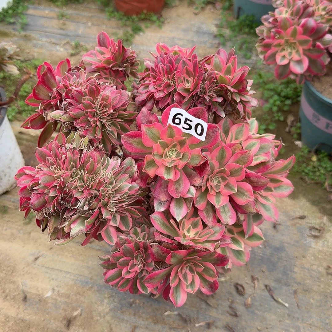 不包损粉女巫缀化650号