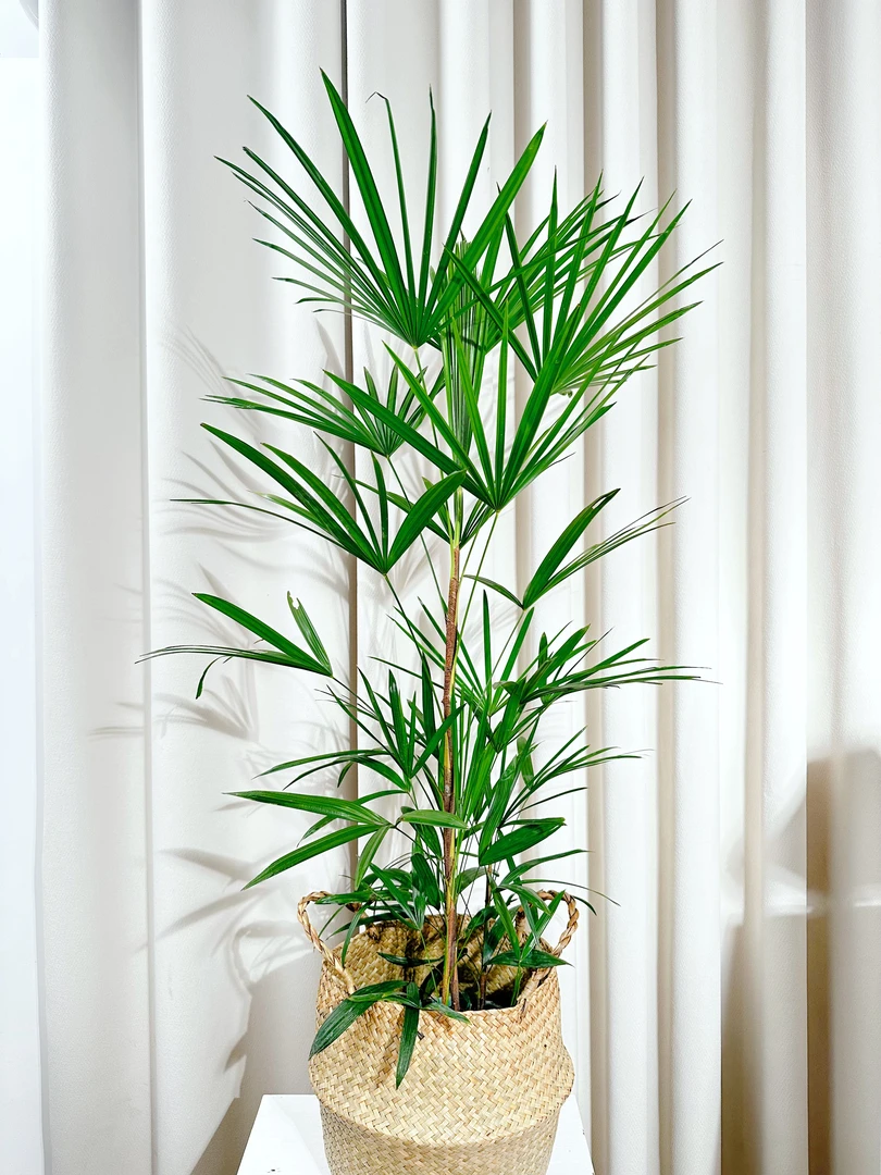 【大型棕竹】水培土培金山棕室内盆栽办公室植物绿植耐荫盆栽