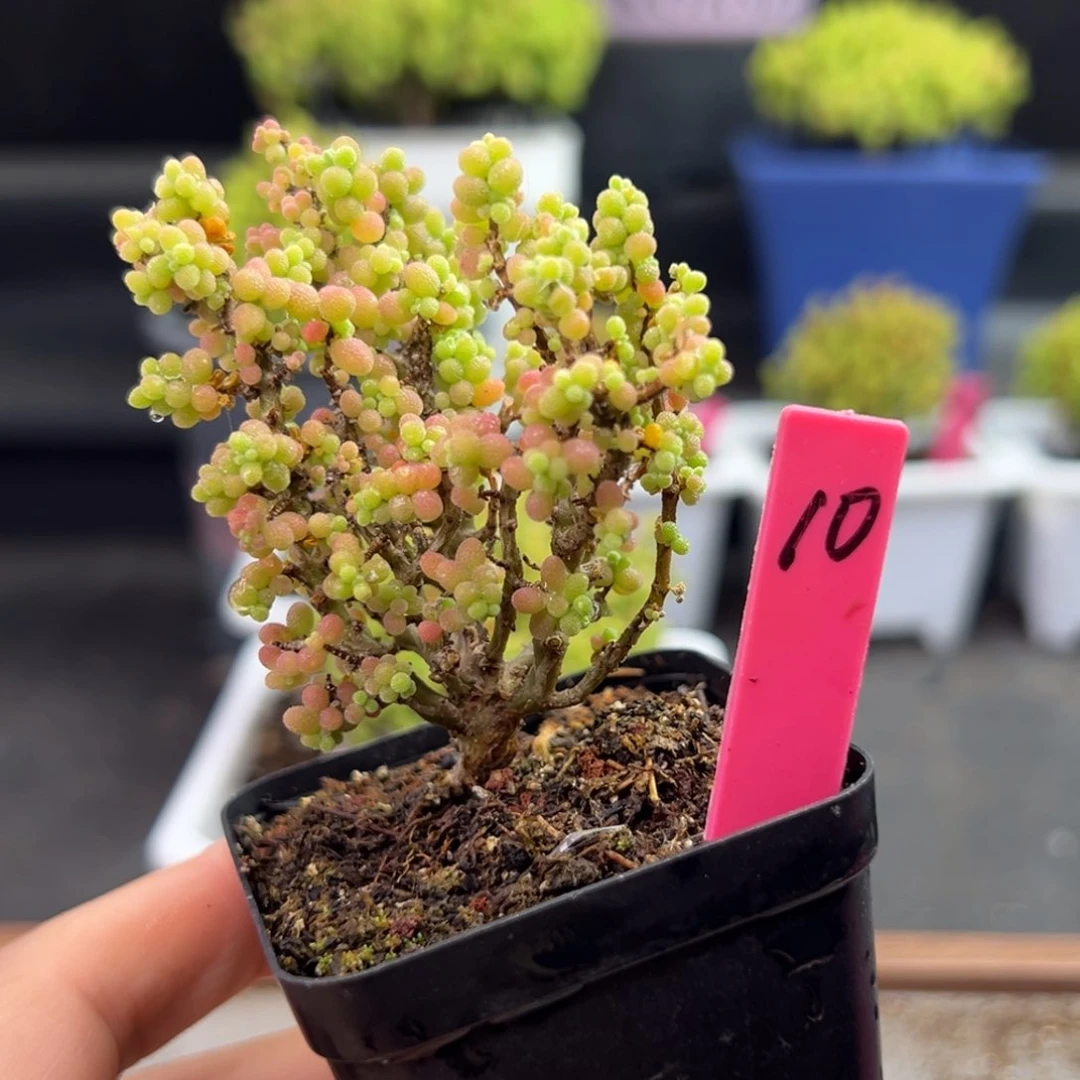 米粒缀10号5.5cm盆