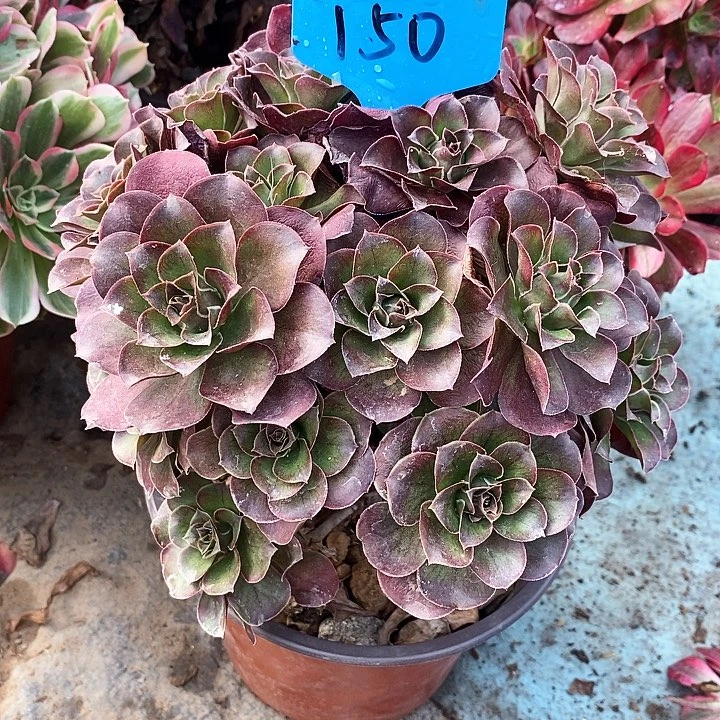 150 一颗meijin玫瑰法师多肉