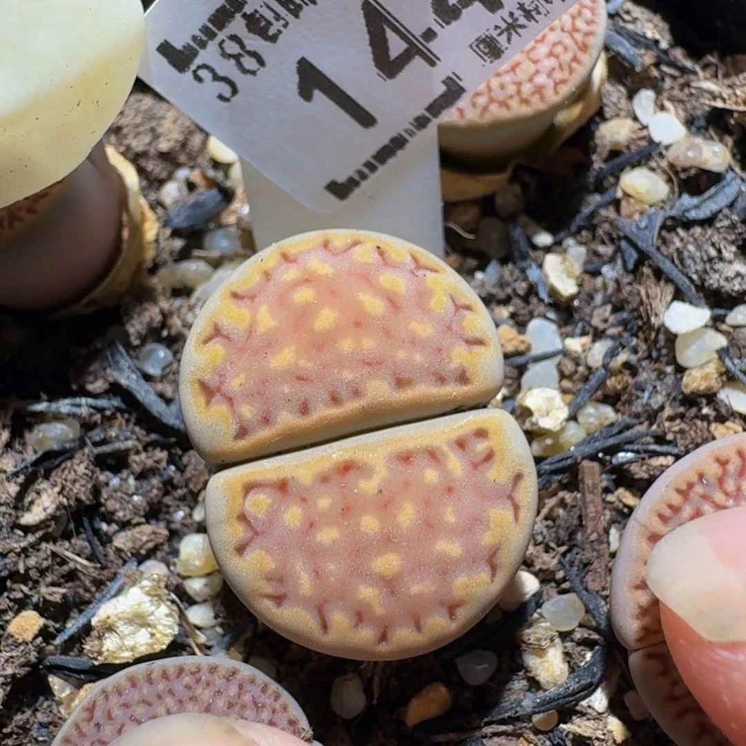 zzzz生石花肉锥1449