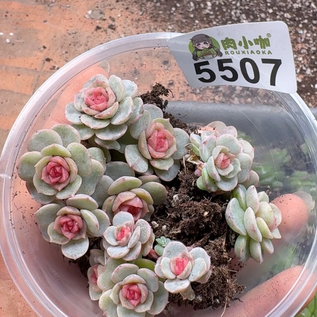 ****a多肉植物多肉植物