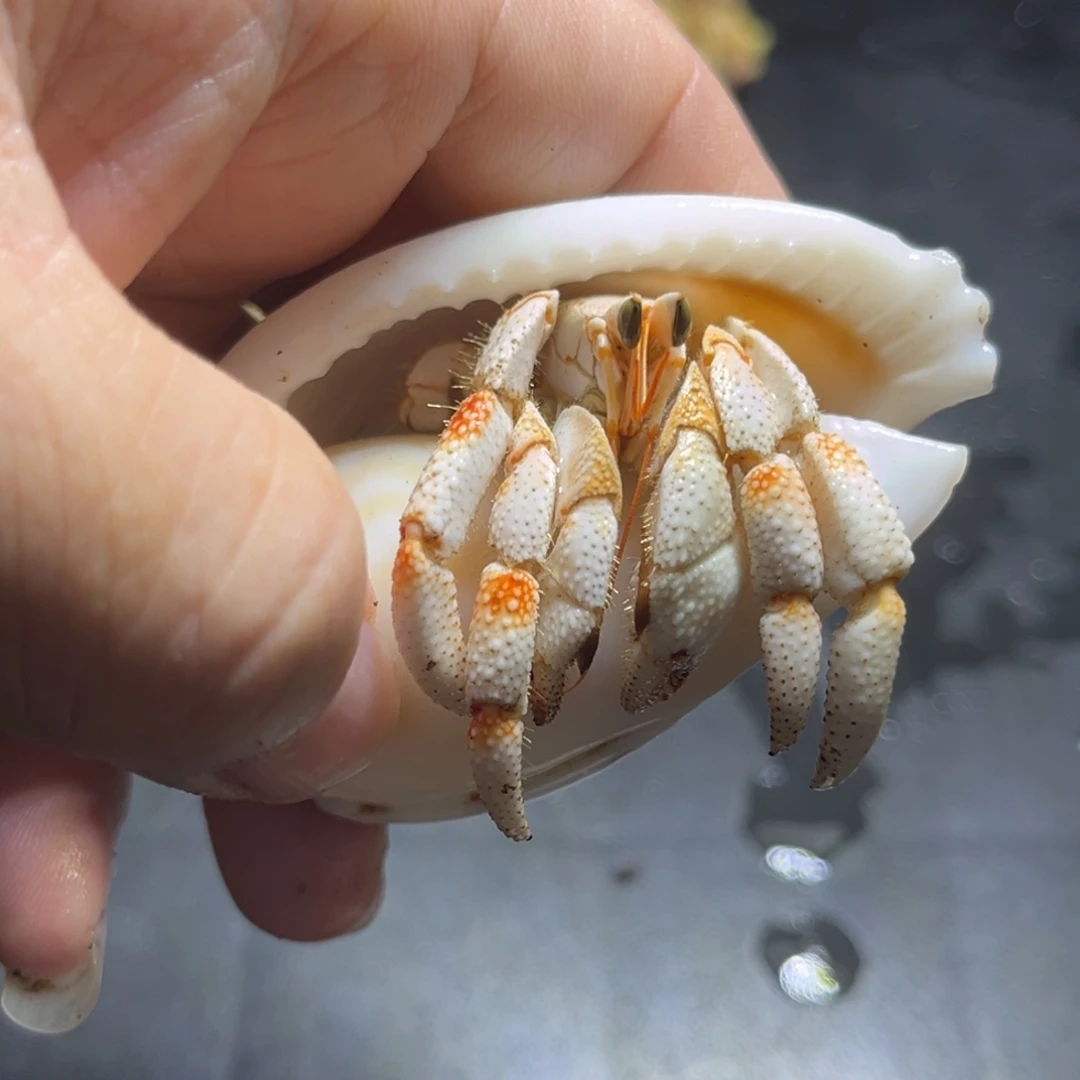 闪2号毛球2.1口径