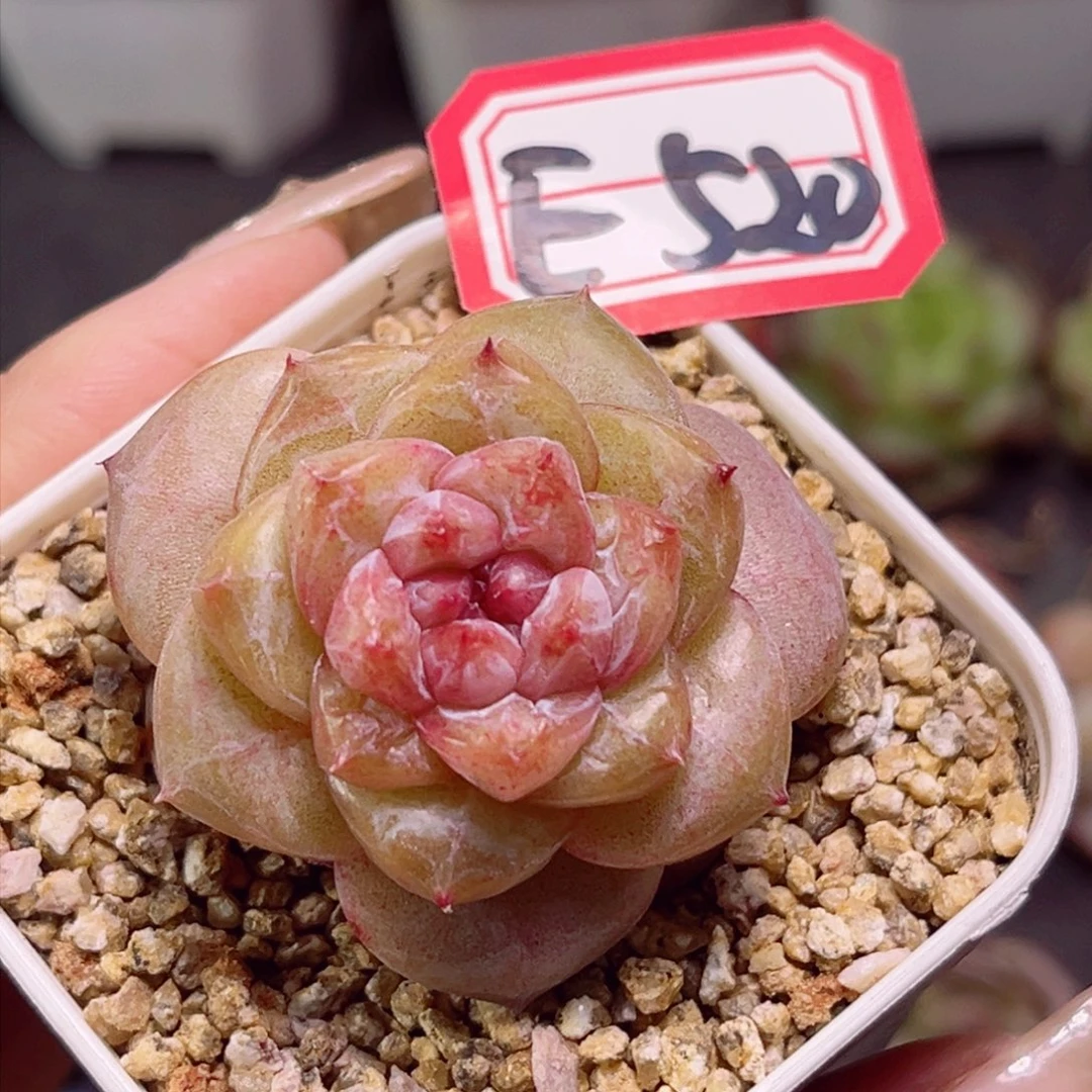 E520六芒星一物一拍