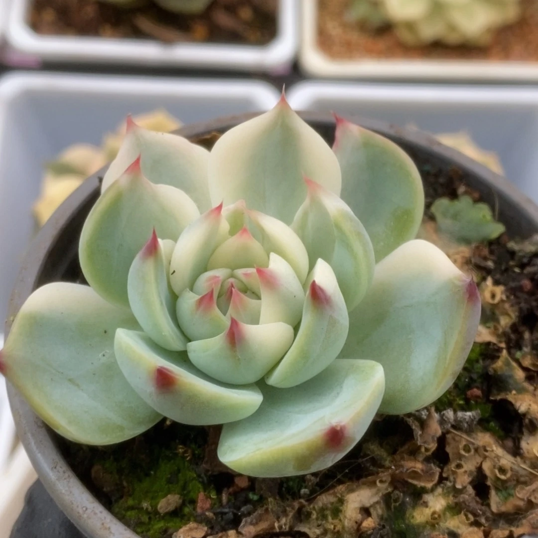 642锦锦锦锦锦锦锦锦