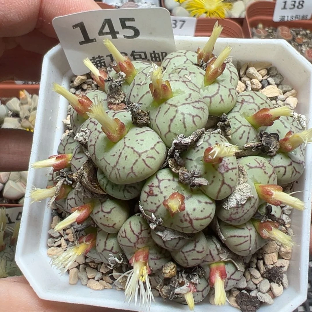 【闪购商品】145……