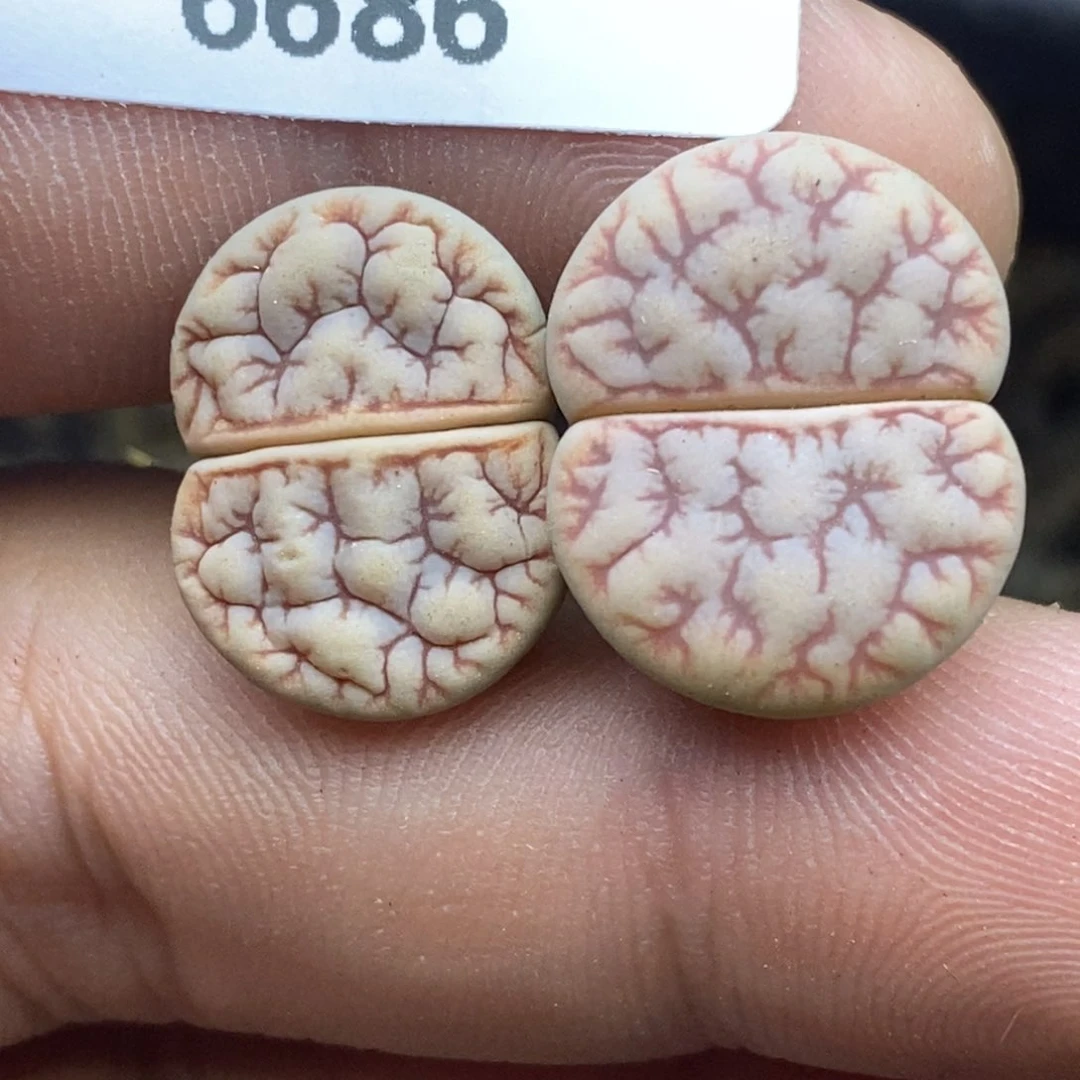 糖***境6686。18包邮.当天凑哦。新疆西藏88包邮