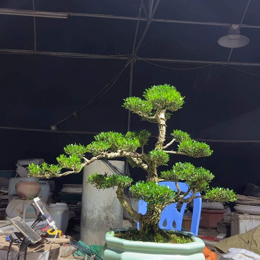 无花朵广东雀舌黄杨盆景