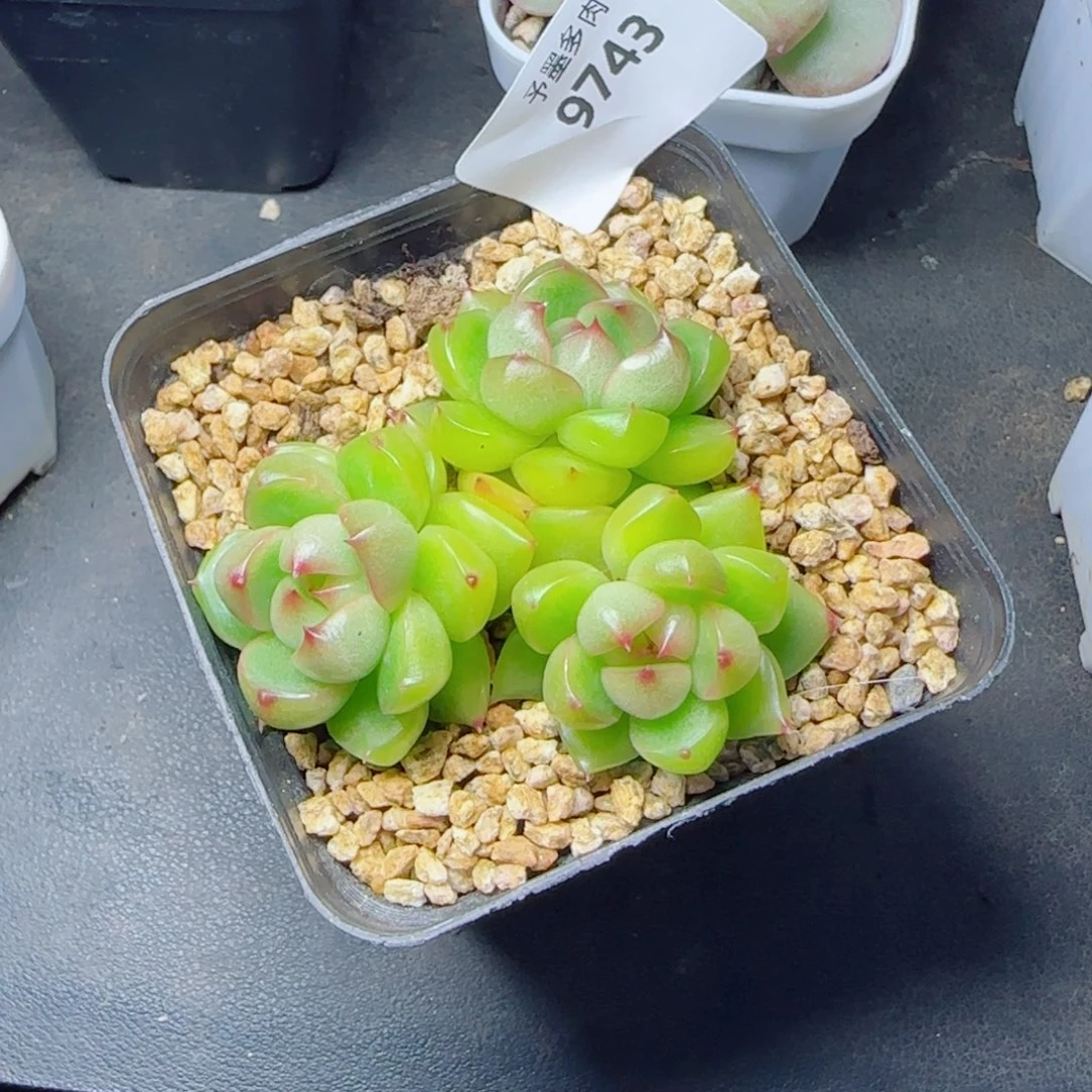 空灵珍妮群，9743多肉植物