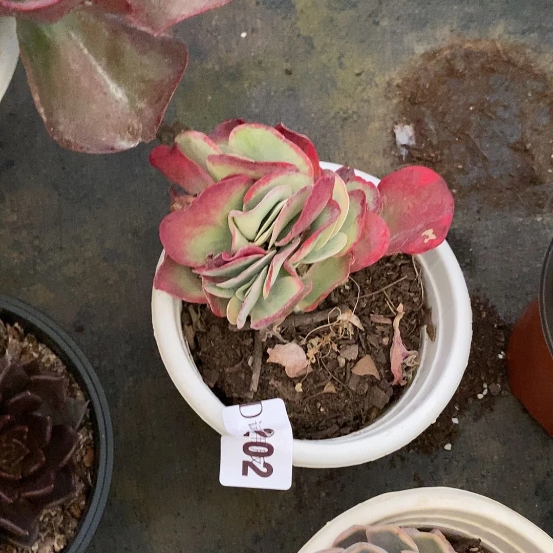 梅*202唐印锦多肉