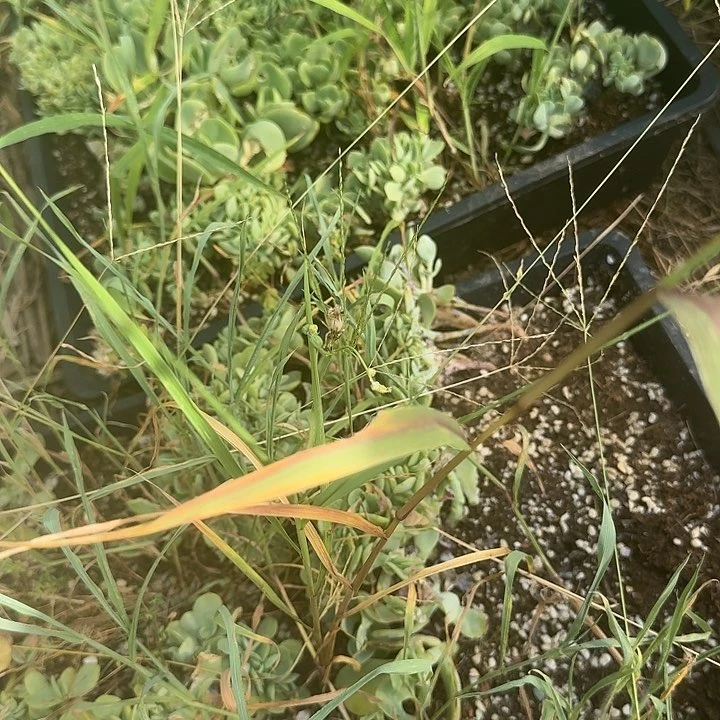 碧桃缀化一物两个