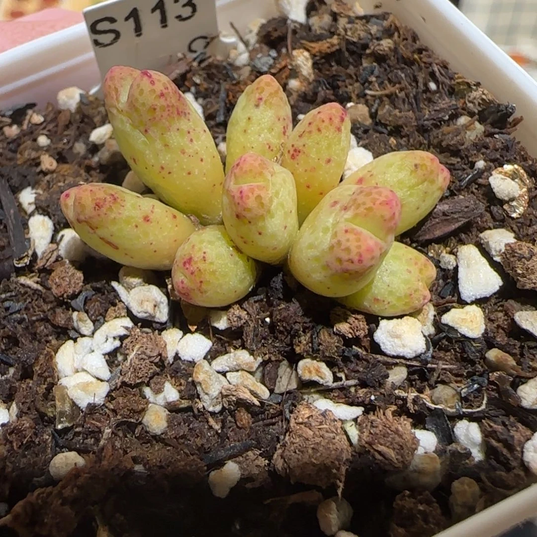 肉锥多肉植物百科-草莓斑马255