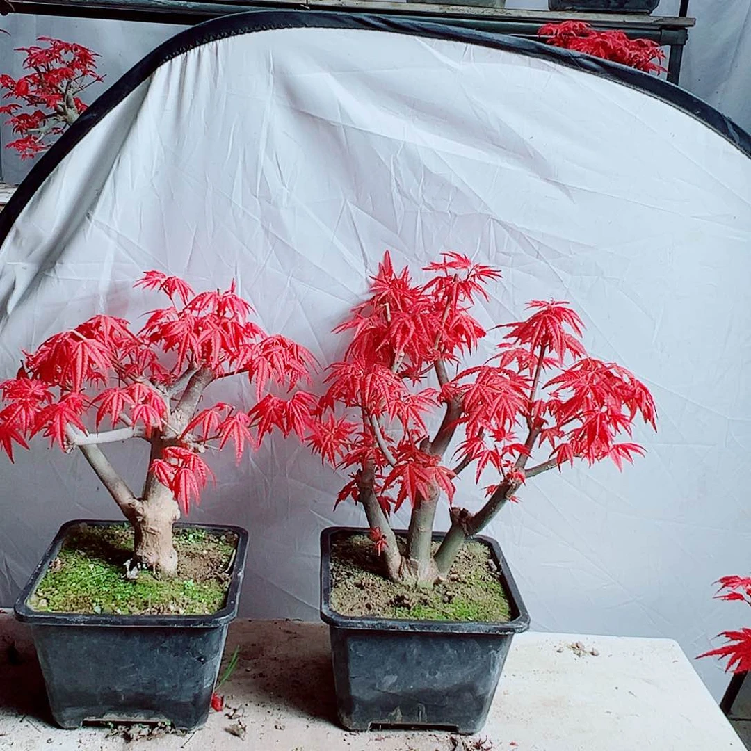 无花朵诗***－红枫老桩出猩猩