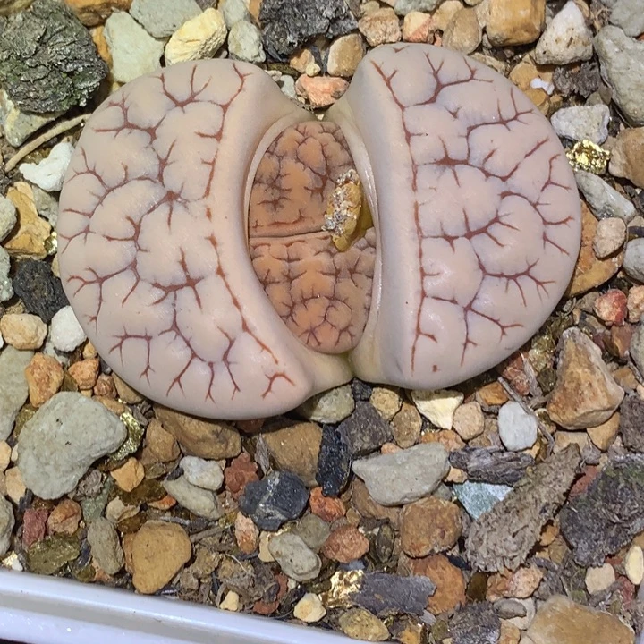 精品多肉植物精品多肉