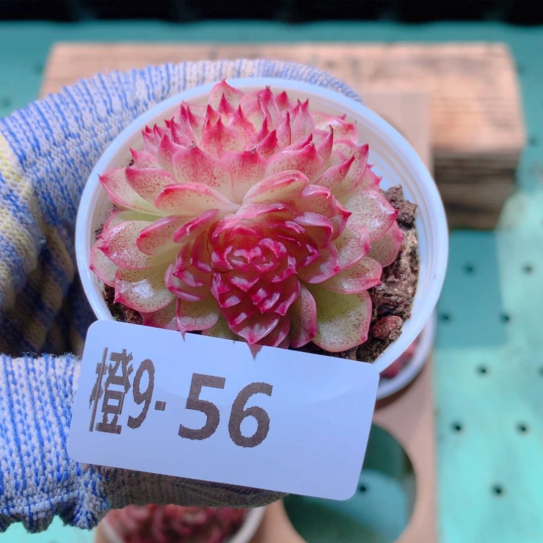 9-53一物一拍多肉带盆1颗