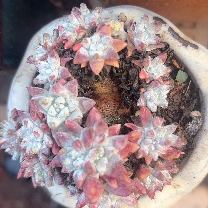 仙女杯多肉植物提取